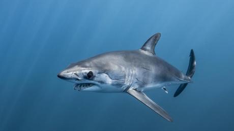Divisan tiburón marrajo en la costa del Garraf, provincia de Barcelona