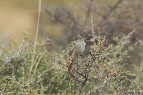 Península Valdés (diciembre 2020) 2° parte