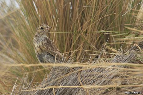 Península Valdés (diciembre 2020) 2° parte
