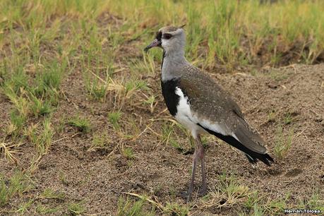 Península Valdés (diciembre 2020) 2° parte
