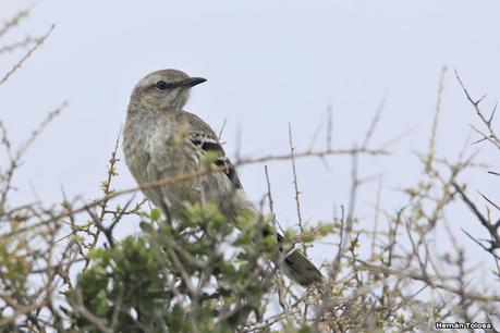 Península Valdés (diciembre 2020) 2° parte