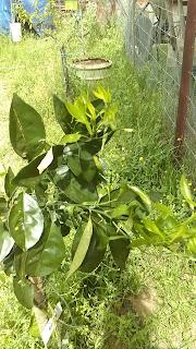 Huerto 2022: Los naranjos comienzan la floracion