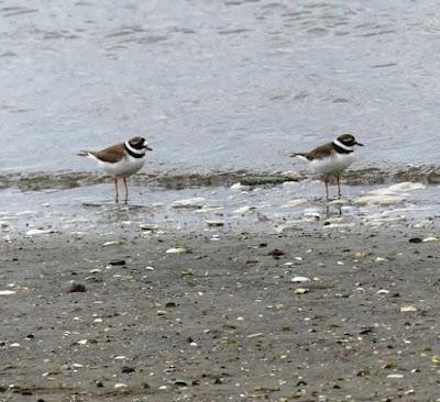 Arranca la migración postnupcial Arranca la migración postnupcial