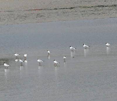 Arranca la migración postnupcial Arranca la migración postnupcial
