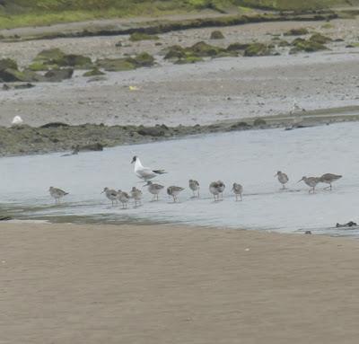 Arranca la migración postnupcial Arranca la migración postnupcial