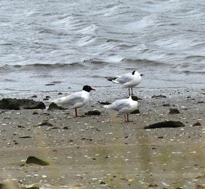 Arranca la migración postnupcial Arranca la migración postnupcial