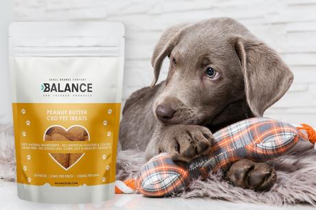 When To Use Cbd Calming Chews For Your Furry Friends?