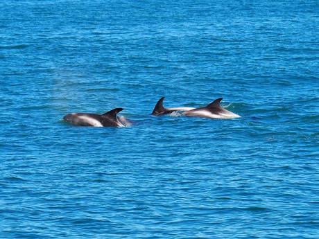 delfines en islandia