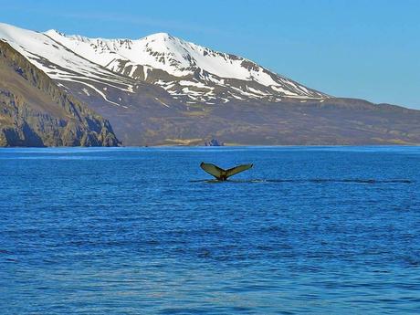 ver ballenas en islandia con ninos