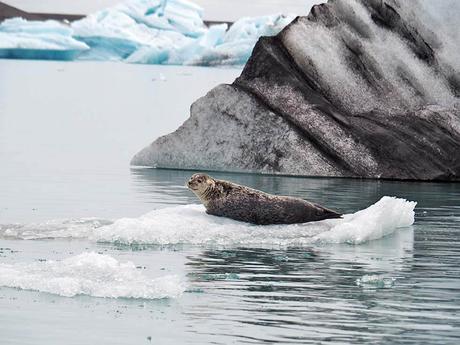 Islandia con niños: ver focas