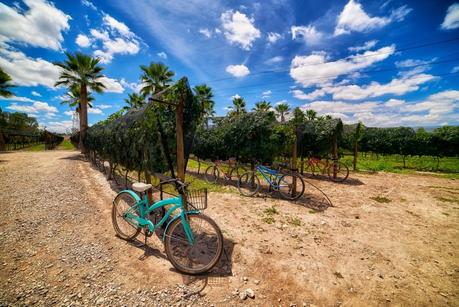 Vinícola potosina Pozo de Luna gana medalla de oro internacional