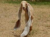 Conoce Simba, cabra pakistaní orejas largas podría establecer récord mundial