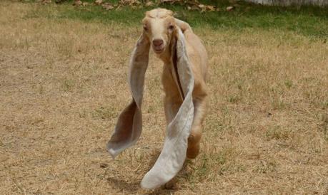 Conoce a Simba, la cabra pakistaní con orejas tan largas que podría establecer un récord mundial