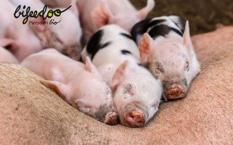 El pienso ecológico para lechones, según Bifeedoo es una gran ayuda para su crecimiento