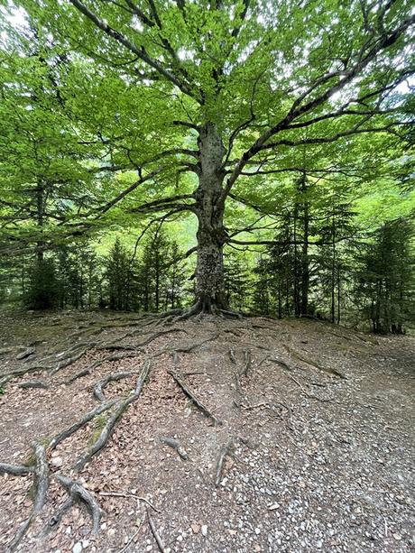 Por el Parque Nacional de Ordesa