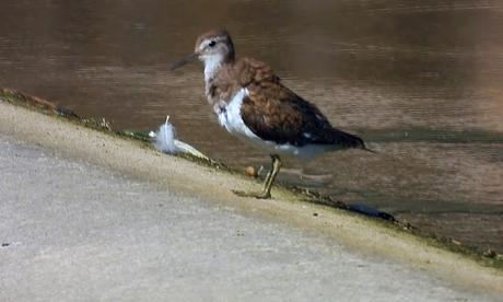 Ya han vuelto los andarríos