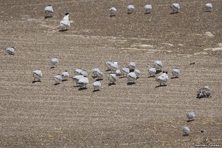 Villa 7 de marzo (diciembre 2020)