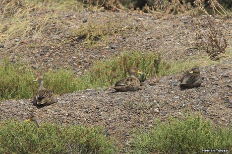 Villa 7 de marzo (diciembre 2020)