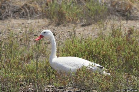 Villa 7 de marzo (diciembre 2020)