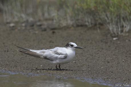 Villa 7 de marzo (diciembre 2020)