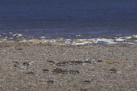 Villa 7 de marzo (diciembre 2020)