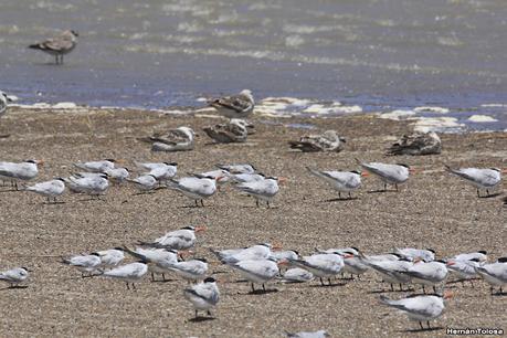 Villa 7 de marzo (diciembre 2020)