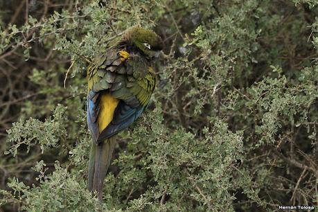 Villa 7 de marzo (diciembre 2020)