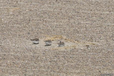 Villa 7 de marzo (diciembre 2020)