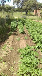 Huerto 2022: las faltas en las patatas