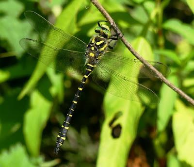 Paseo con libélulas Paseo con libélulas