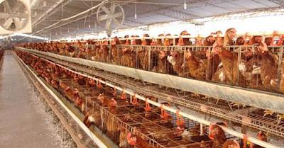 Un granjero cántabro pierde 5.000 gallinas por la ola de calor