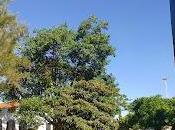 Reabre porteño Museo Saavedra