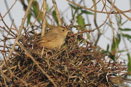 Espinero chico (Phacellodomus sibilatrix)