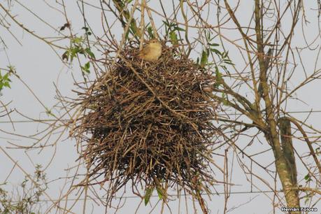 Espinero chico (Phacellodomus sibilatrix)