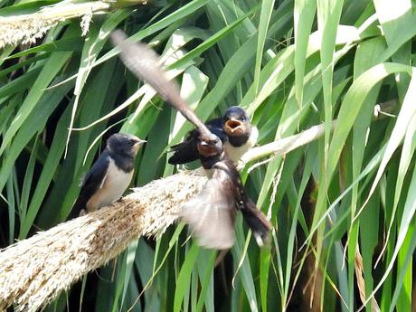 Golondrina común alimentando a sus crías