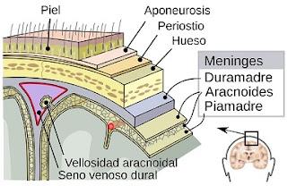 Apuntes sobre Brain-Computer Interface (III): Técnicas Semi-invasivas