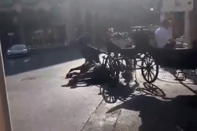 Más de 63.000 firmas para exigir la prohibición de las galeras en Palma.