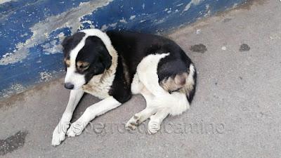 Adopta un perro abandonado