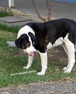 Adopta un perro abandonado