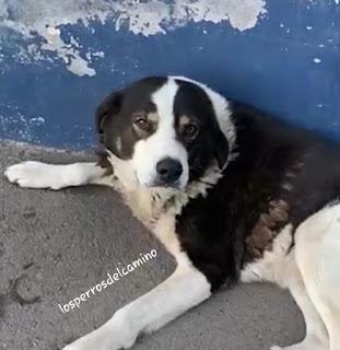 Adopta un perro abandonado