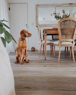 Sillas Luis XVI en un comedor actual y fresco - Muebles con historia