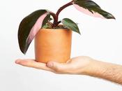 ¡Nuevas Mini Planta Premium!