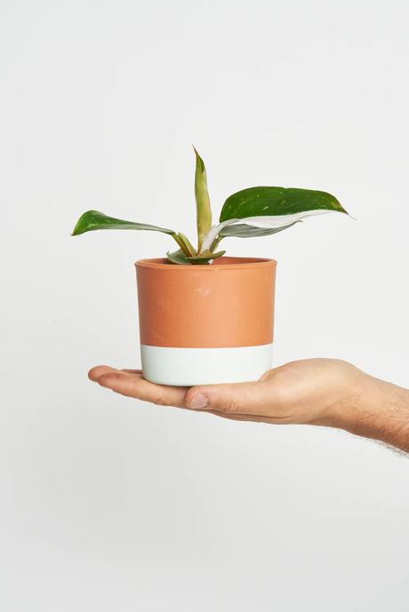 ¡Nuevas Mini Planta Premium!