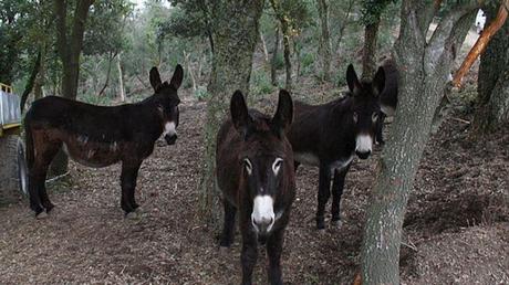 Once burros reducen riesgo de incendio en Collserola