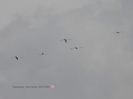Cinco flamencos intentan posarse en la desembocadura del río Besòs