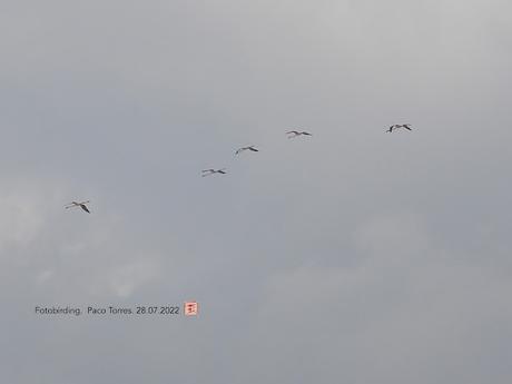 Cinco flamencos intentan posarse en la desembocadura del río Besòs