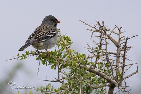 Yal Negro - Mourning Sierra-finch, Rhopospina fruticeti (Kittlitz, 1833)