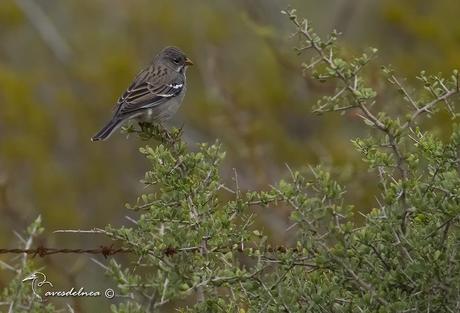 Yal Negro - Mourning Sierra-finch, Rhopospina fruticeti (Kittlitz, 1833)