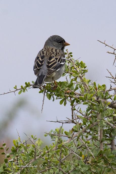 Yal Negro - Mourning Sierra-finch, Rhopospina fruticeti (Kittlitz, 1833)