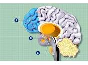 células controlan hambre afectan funcionamiento cerebral